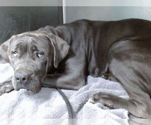 Mutt Dogs for adoption in Downey, CA, USA