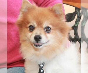 Pomeranian Dogs for adoption in Garfield Heights, OH, USA