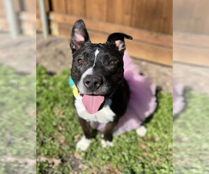 Mutt Dogs for adoption in Royse City, TX, USA