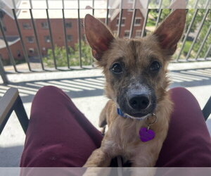 Chihuahua-Unknown Mix Dogs for adoption in Aurora, CO, USA