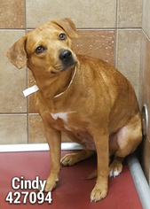 Medium Photo #1 Beagle-Unknown Mix Puppy For Sale in San Antonio, TX, USA