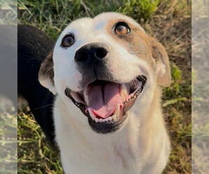 Mountain Cur-Rat Terrier Mix Dogs for adoption in Canton, CT, USA