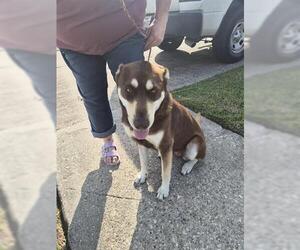 Siberian Husky Dogs for adoption in Houston, TX, USA