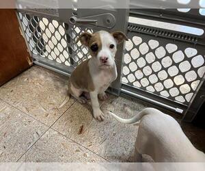 American Bulldog-Unknown Mix Dogs for adoption in Tulsa, OK, USA