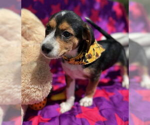 Labrador Retriever-Rat Terrier Mix Dogs for adoption in Warrenton, VA, USA