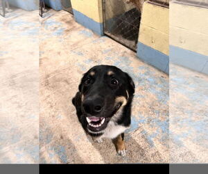 Australian Shepherd-Unknown Mix Dogs for adoption in Tracy City, TN, USA