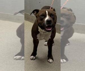 American Pit Bull Terrier-Unknown Mix Dogs for adoption in Las Vegas, NV, USA