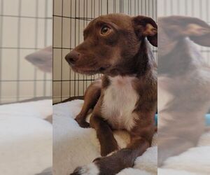 Chipin Dogs for adoption in Alexandria, VA, USA