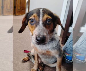 Beagle Dogs for adoption in Las Vegas, NV, USA