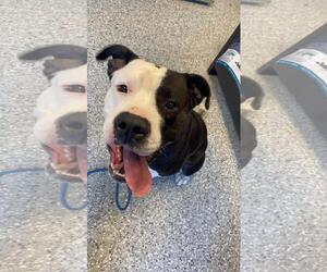American Staffordshire Terrier-Eurasier Mix Dogs for adoption in Front Royal, VA, USA