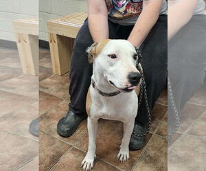 Boxer-Unknown Mix Dogs for adoption in Amarillo, TX, USA