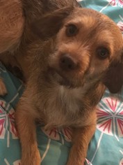 Mutt Dogs for adoption in Yucca Valley, CA, USA