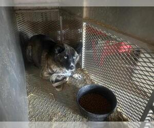 Huskies -Unknown Mix Dogs for adoption in Houston, TX, USA