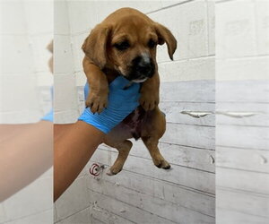 Mutt Dogs for adoption in San Bernardino, CA, USA