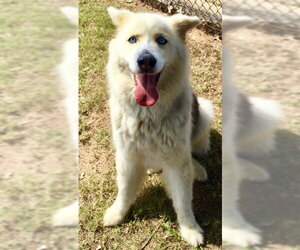 Siberian Husky Dogs for adoption in Grovetown, GA, USA