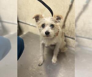 Mutt Dogs for adoption in Riverside, CA, USA