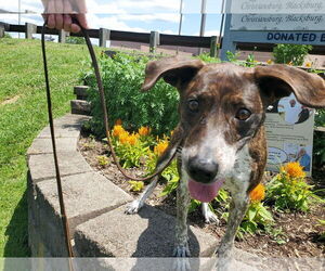 Mountain Cur-Unknown Mix Dogs for adoption in Monterey, VA, USA