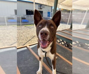 Siberian Husky Dogs for adoption in Palmetto, FL, USA