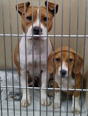 Bully Basset Dogs for adoption in Clarkesville, GA, USA