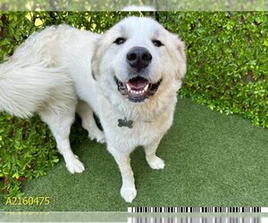 Great Pyrenees Dogs for adoption in West Palm Beach, FL, USA