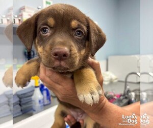 Australian Shepherd-Pembroke Welsh Corgi Mix Dogs for adoption in Washington, DC, USA