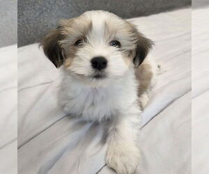 Havanese-Unknown Mix Dogs for adoption in Waterford, VA, USA