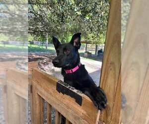 Pembroke Welsh Corgi-Unknown Mix Dogs for adoption in Princeton, MN, USA