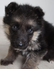 Medium Photo #1 German Shepherd Dog Puppy For Sale in Eden Prairie, MN, USA