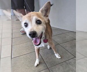 Chihuahua-Unknown Mix Dogs for adoption in San Antonio, TX, USA