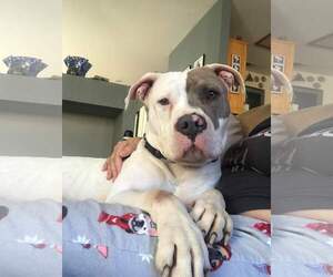 Bullypit Dogs for adoption in Lebanon, OR, USA