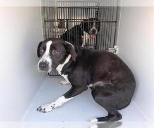 Labrador Retriever-Unknown Mix Dogs for adoption in Houston, TX, USA