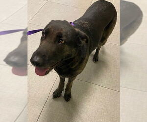 German Shepherd Dog-Unknown Mix Dogs for adoption in Rancho Cucamonga, CA, USA