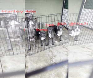 Mutt Dogs for adoption in McCormick, SC, USA