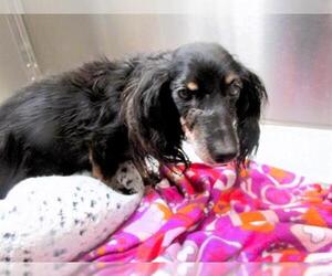 Dachshund Dogs for adoption in Orange, CA, USA