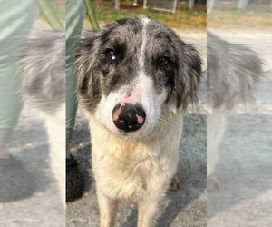 Australian Shepherd Dogs for adoption in Columbus, IN, USA