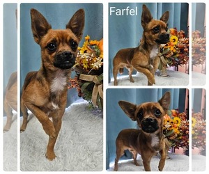 Chussel Dogs for adoption in Wakefield, RI, USA