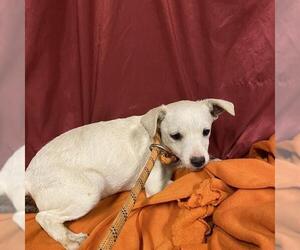 Chihuahua-Unknown Mix Dogs for adoption in Modesto, CA, USA