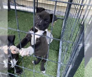 American Staffordshire Terrier Dogs for adoption in San Pablo, CA, USA