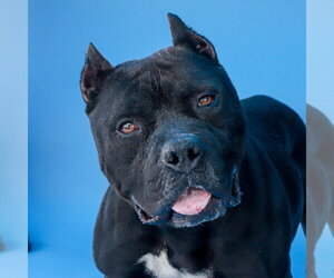 American Bulldog-Unknown Mix Dogs for adoption in Pasadena, CA, USA
