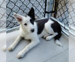 Border Collie Dogs for adoption in Potomac, MD, USA