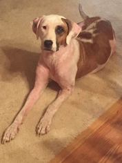 Labrador Retriever Dogs for adoption in Enid, OK, USA