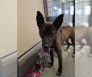 Mutt Dogs for adoption in Osgood, IN, USA