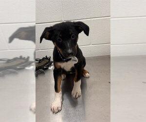 Rottweiler-Unknown Mix Dogs for adoption in Forestville, MD, USA