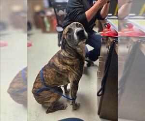 Plott Hound-Unknown Mix Dogs for adoption in Conroe, TX, USA