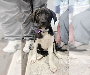 Labrador Retriever-Unknown Mix Dogs for adoption in Genesee, WI, USA