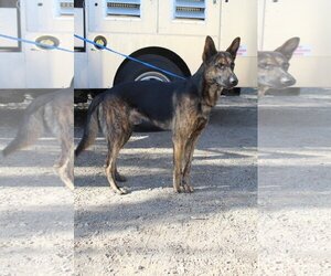 Dutch Shepherd -Unknown Mix Dogs for adoption in El Centro, CA, USA