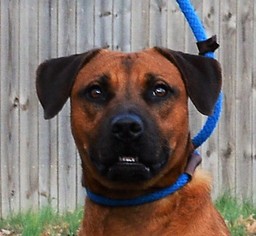Boxador Dogs for adoption in Mukwonago, WI, USA