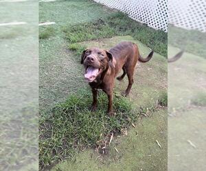 Labrador Retriever Dogs for adoption in Sugar Land, TX, USA