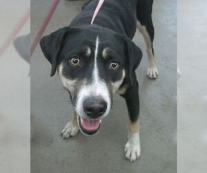 Mutt Dogs for adoption in Pampa, TX, USA