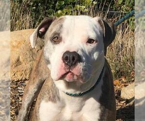 Bullboxer Pit Dogs for adoption in San Luis Rey, CA, USA